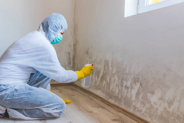 Licensed Black Mold Remediation service in Hightstown, NJ - 24 Hour Mold Removal