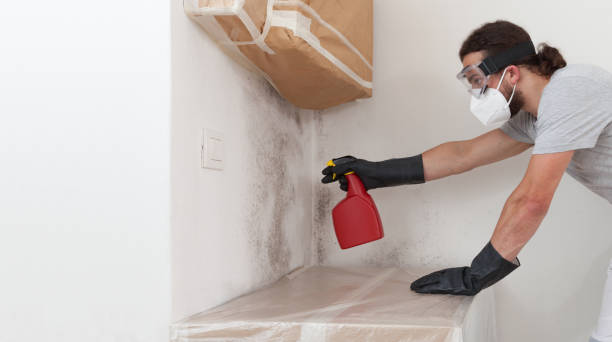 Professional Black Mold Remediation technician working in Hightstown, NJ