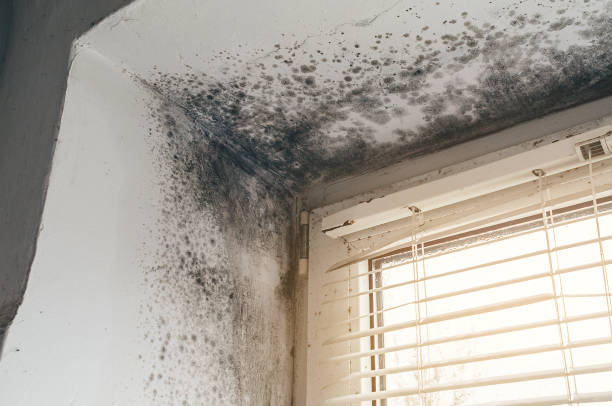Affordable Black Mold Remediation solutions in Hightstown, NJ